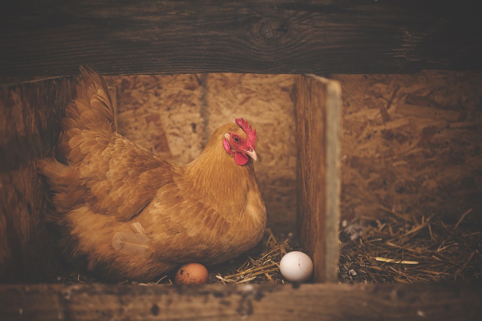 Le grillage à poules